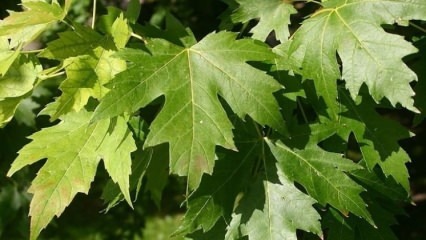 Beneficiile frunzei de arbore de sicamo
