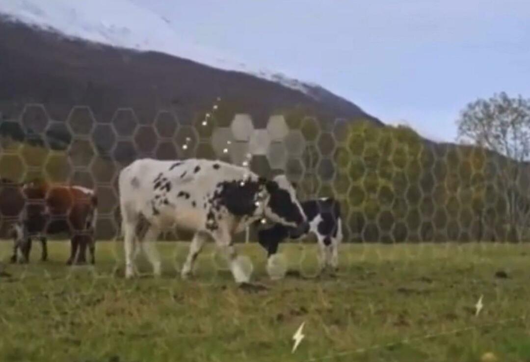 Virtual Fence a început să fie testat pe animale
