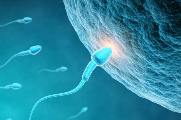Cum apare ovulația? Calculul perioadei de ovulație