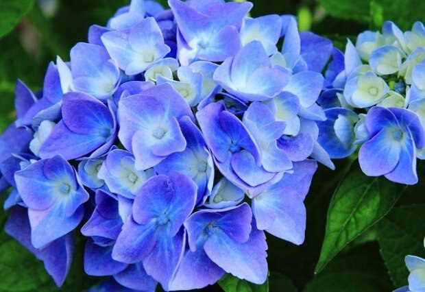 Hortensia albastră