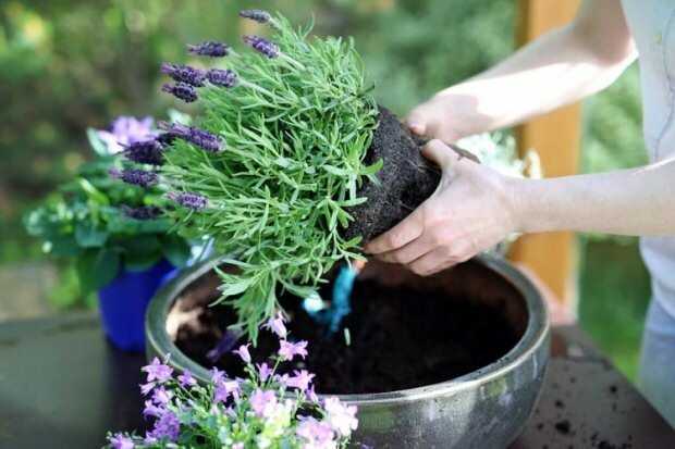 Cum să îngrijești florile de lavandă, reproducerea și creșterea acasă