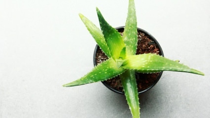 Cum se îngrijește Aloe vera? Îngrijirea Aloe Vera iarna