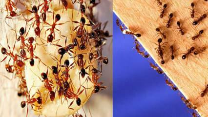 Cum să distrugi furnicile din casă? Ce trebuie făcut pentru a scăpa de furnici, cea mai eficientă metodă