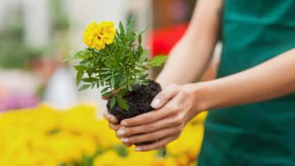 Motivele pentru cultivarea plantelor acasă? Este dăunător să crești flori acasă?