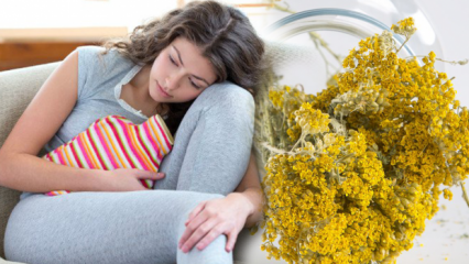Care sunt avantajele ierbii de galbenă? Vindecarea naturală a vâslei pentru durerile menstruale!
