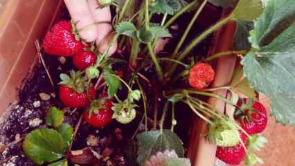 Cum să crească căpșuni într-o oală? Cea mai practică metodă de cultivare a căpșunilor