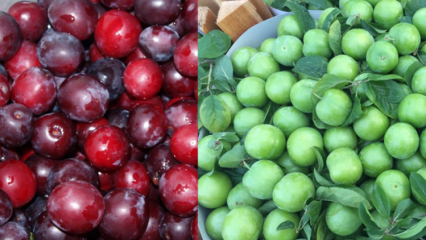Care sunt avantajele prunei verzi și roșii? Ce face suc de prune roșii?