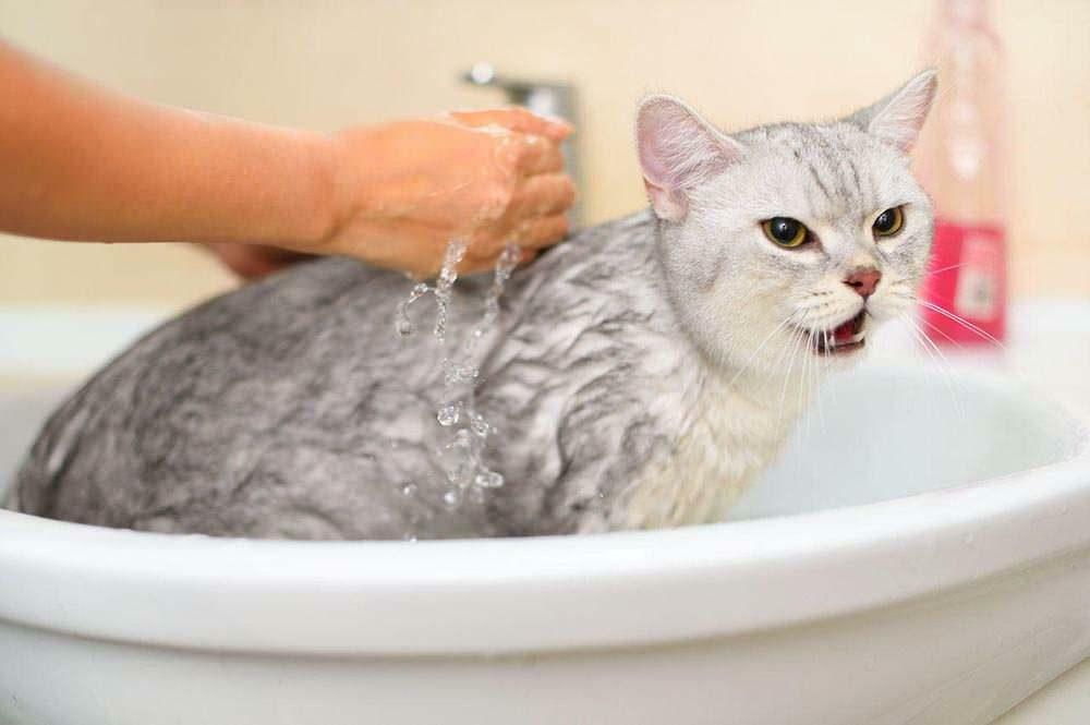 Cum să speli o pisică
