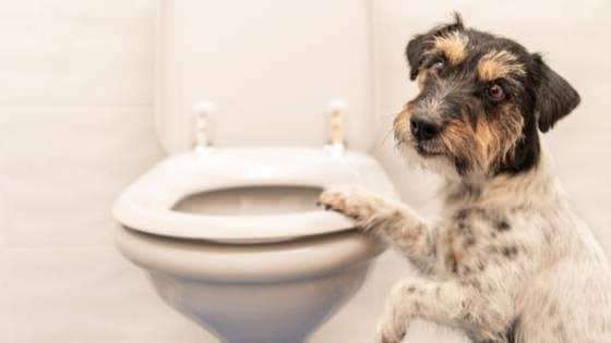 Cum să faci obiceiurile de toaletă pentru câini