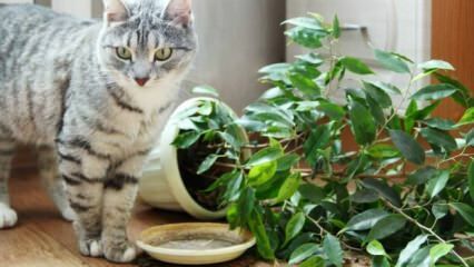 Cum sunt ținute pisicile departe de plante?