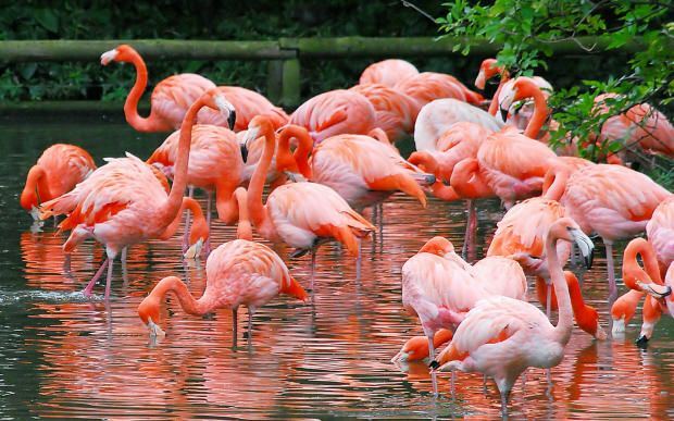 Unde este Flamingo Village? Cum să ajungi acolo? Cât este prețul micului dejun?