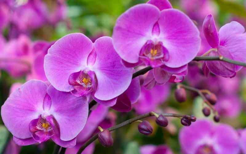 îngrijirea orhideelor