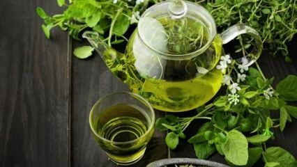 Avantajele ceaiului verde! Slăbire rapidă și sănătoasă cu dieta de ceai verde