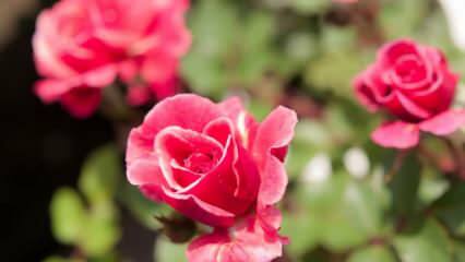 Cum să crești trandafiri în ghivece? Sfaturi pentru creșterea trandafirilor acasă ...