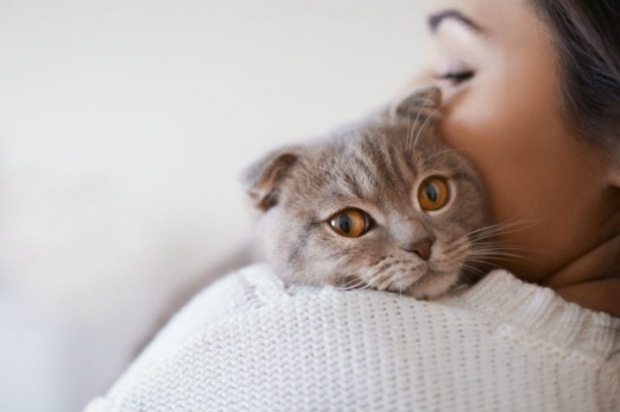 Cum să prevină stresul pisicilor? Cum să prevenim vărsarea părului de pisică?