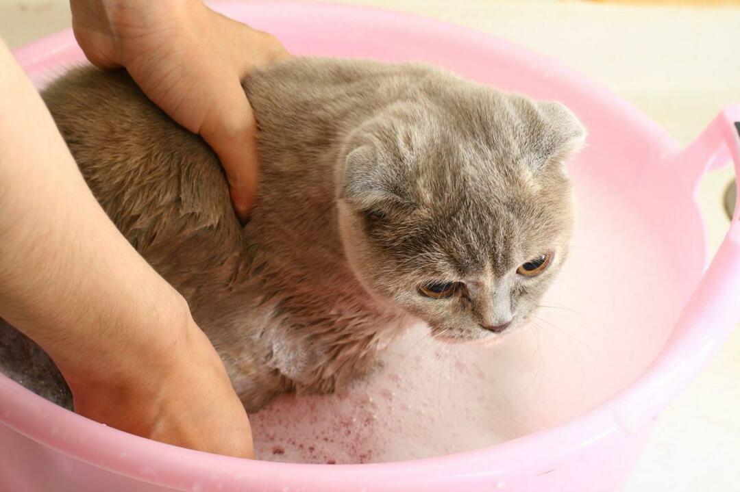 cum să speli pisicile