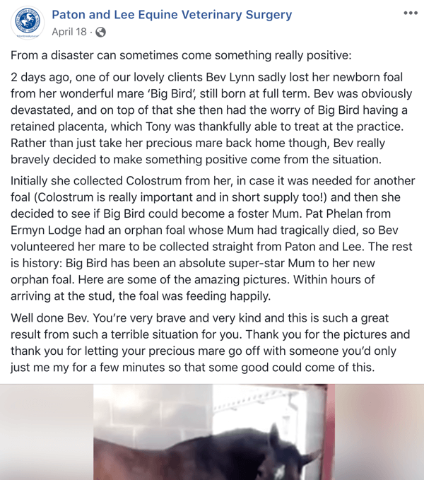 Exemplu de postare pe Facebook cu o poveste de la Paton și Lee Equine Veterinary Surger.