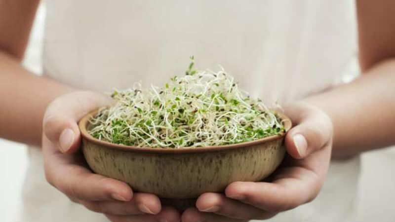micro-germenii se obțin de obicei din alimente precum salată, castraveți, năut și varză
