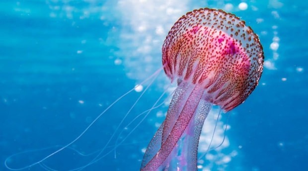 Ce trebuie făcut în înțepăturile de meduză? Lucruri de știut despre meduze ...