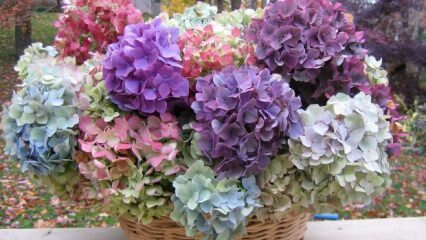 Cum să colorezi florile de hortensie?