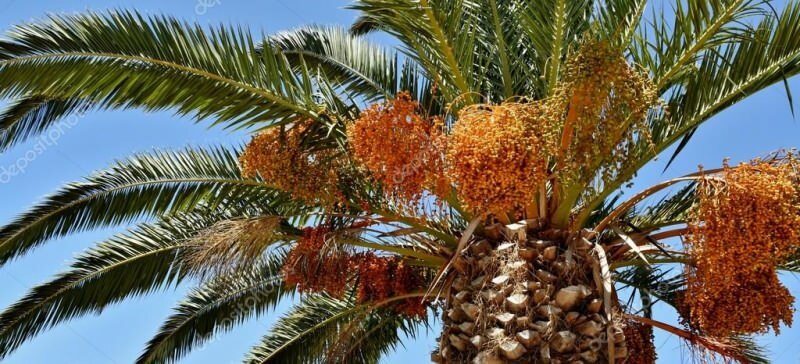 Ce este un palmier? Care sunt proprietățile palmierului, cum să-l crești
