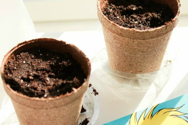 Cum să plantezi semințe de iederă