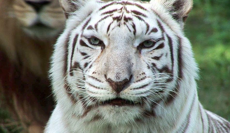 Tigrul alb din grădina zoologică răspândește pericol