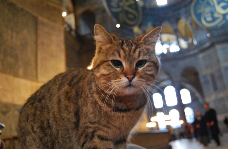 Pisica Gli din Hagia Sophia