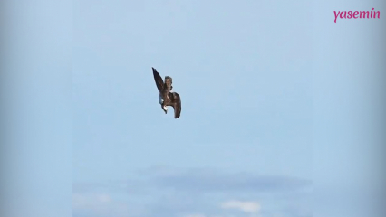Uimitoarea abilitate de vânătoare a Fish Eagle!