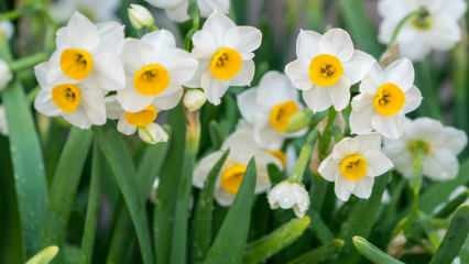 Care este semnificația florii de narcis, care sunt caracteristicile și beneficiile sale? Cum se propagă o floare de narcis