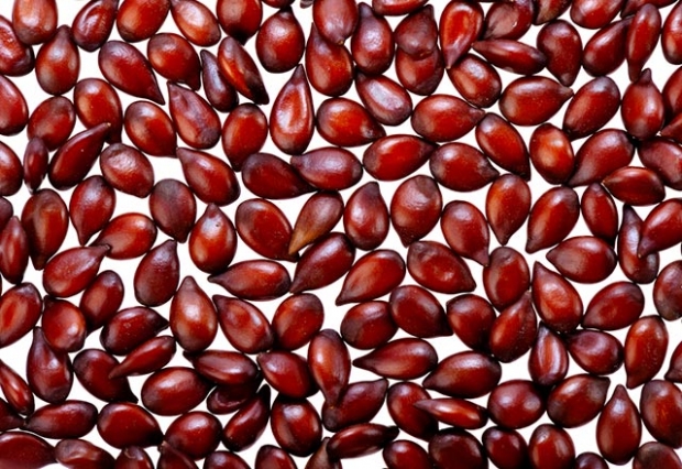Care sunt avantajele semințelor de gutui pentru piele? Prepararea și beneficiul măștii de semințe de gutui