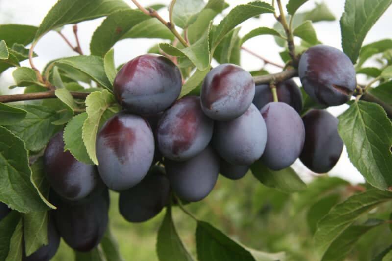 Pruna cu prune oferă mai multe beneficii atunci când este consumată în stare proaspătă. Cu toate acestea, forma sa uscată este eficientă în special pentru cei care doresc să alimenteze.