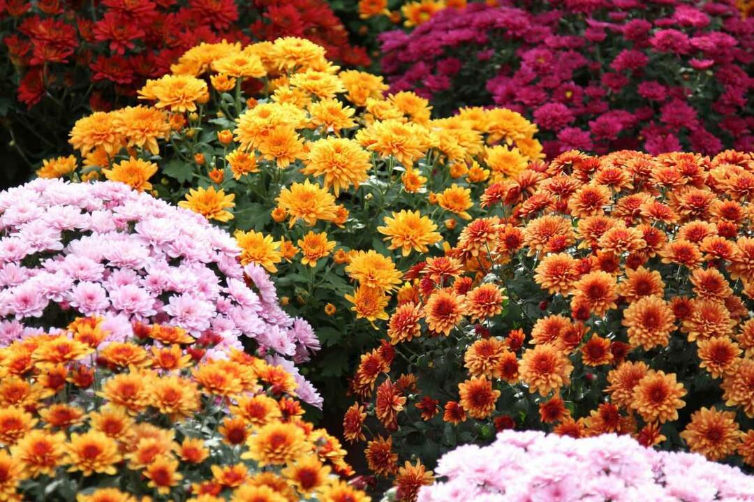Culorile florii de crizantemă 