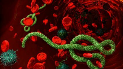 Ce este virusul Ebola? Cum se transmite virusul Ebola? Care sunt simptomele virusului Ebola? 