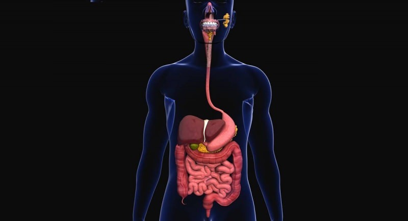 Probioticele sunt benefice pentru funcționarea sistemului digestiv