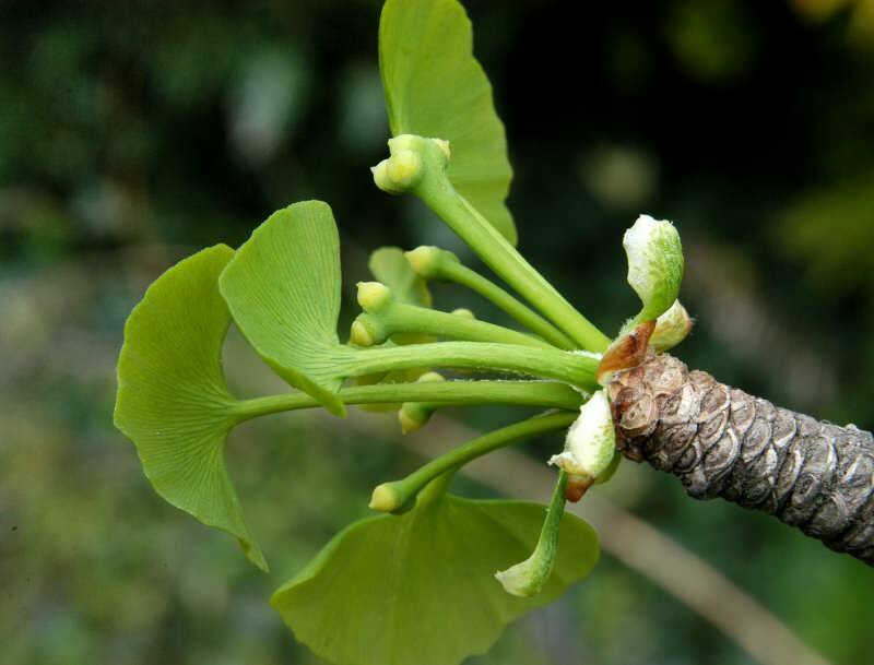 ginkgo biloba beneficiază în special de sănătatea creierului