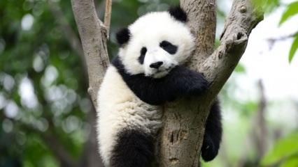 Cel mai mic panda din lume s-a născut în China