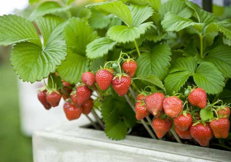 Cum să crească căpșuni într-o oală? Cea mai practică metodă de cultivare a căpșunilor