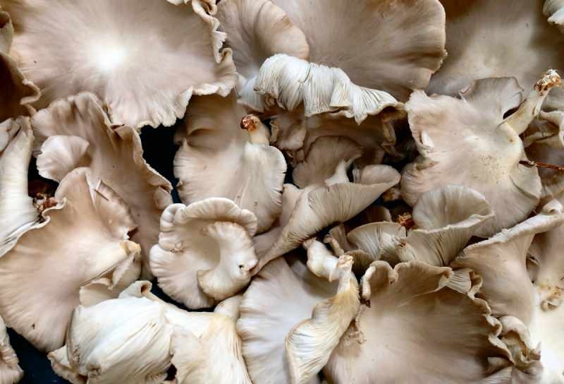 consumul excesiv de ciuperci poate provoca alergii la intoxicații 