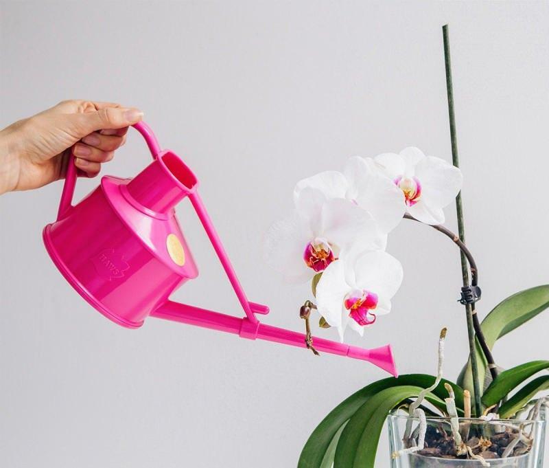 cum să înmulțim orhideele