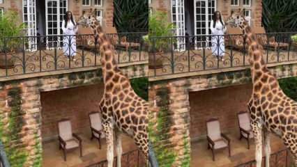 Femeia care hrănește girafa de pe balcon cu mâinile! 