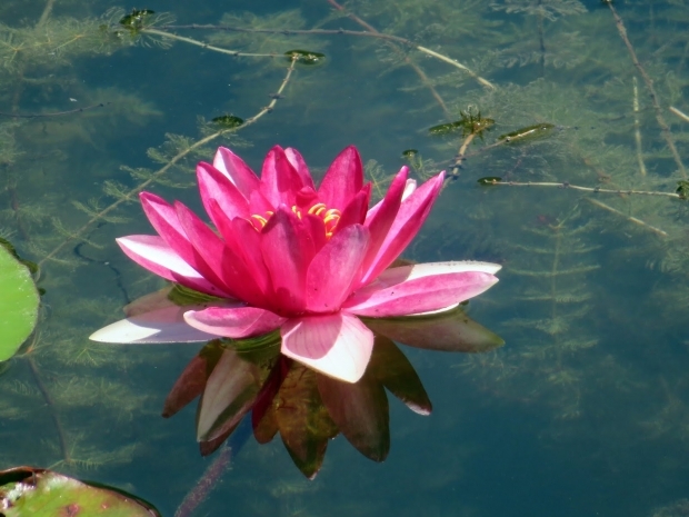 Beneficiile florii de lotus pentru piele