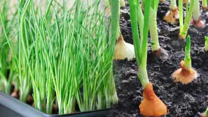 Cum să crească ceapa verde în ghivece? Sfaturi pentru creșterea cepei de primăvară
