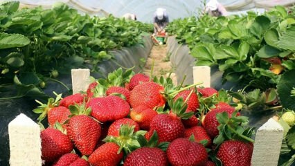 Care sunt simptomele alergiei la căpșuni? Există vreun beneficiu pentru căpșuni?