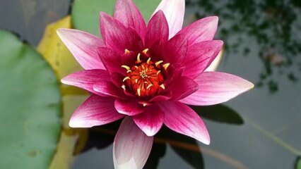 Cum să ai grijă de floarea de Lotus (crin de apă) acasă?