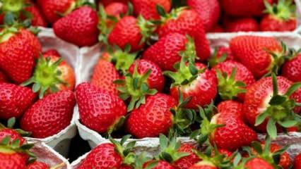 Metoda de prevenire a putregaiului căpșunii