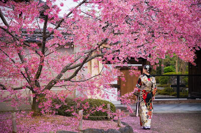 Ce înseamnă Sakura? Proprietăți necunoscute ale florii sakura