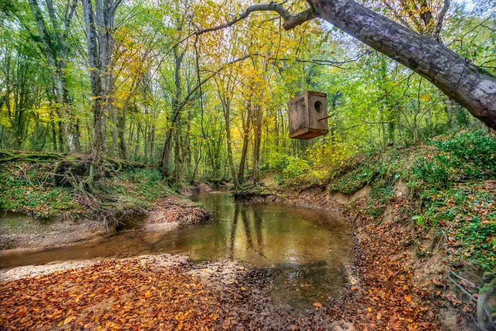 Parcul Pădurilor Igneada Longoz