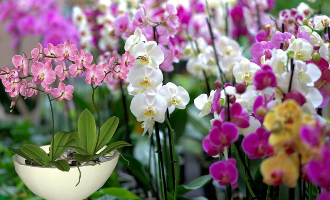 Cum să îngrijești orhidee? Cum să înmulțim flori de orhidee? 5 lucruri pe care florile de orhidee nu le plac