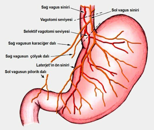 SINTOMATE FELCTI STOMACH